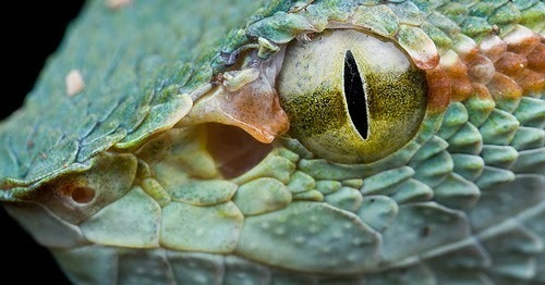 The Jade Viper